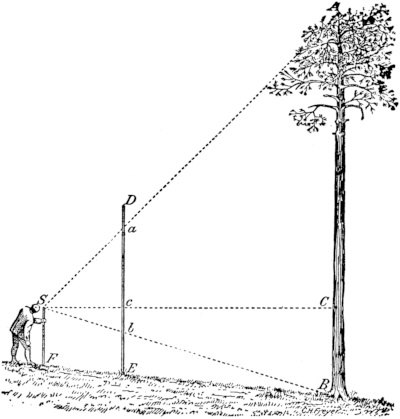 measuring-tree